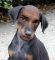 /album/fotogaleria/weird-dog-1058-jpg/